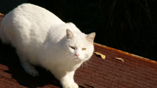 P1000856.jpg