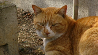 P1090331.jpg