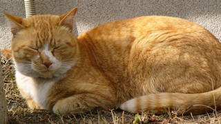 P1090336.jpg