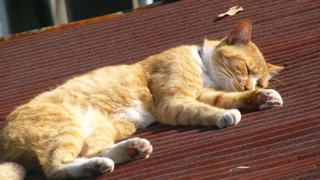 cat1.jpg